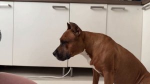 Как приучить собаку к наморднику? Как выбрать намордник?