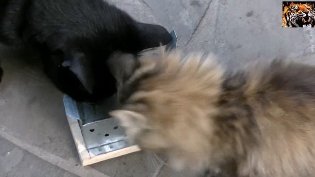 Мышеловка 2 ( Первый улов ) mousetrap смотреть онлайн
