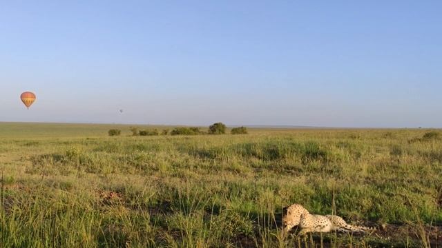 Why Cheetah are the fastest Animals || Best Cheetah Moments || Cheetahs 101 || High Speed Hunters смотреть онлайн