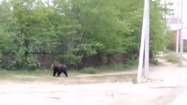 Беспризорный Сахалинский медведь привлек внимание жителей острова смотреть онлайн