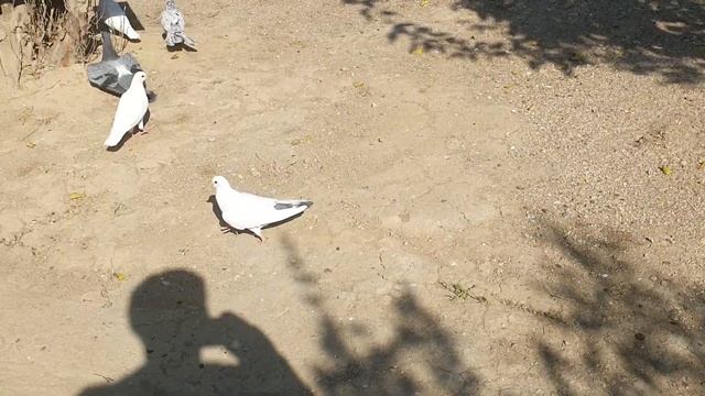 Голуби Баку! Голубка отлетала 8 часов! смотреть онлайн