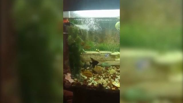 ГБУ СО"Толяттинский пансионат для ветеранов труда" смотреть онлайн