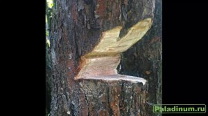 Как спилить старую яблоню, не сломав ничего вокруг и самому не убиться :)