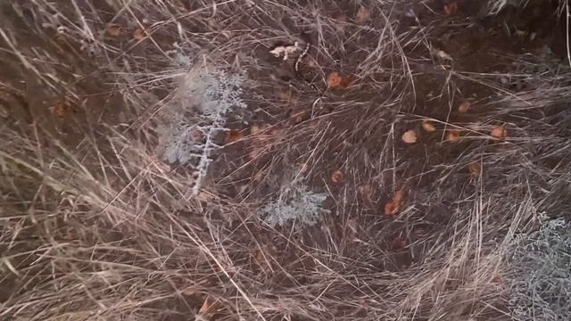 Поездка на дикий пляж смотреть онлайн