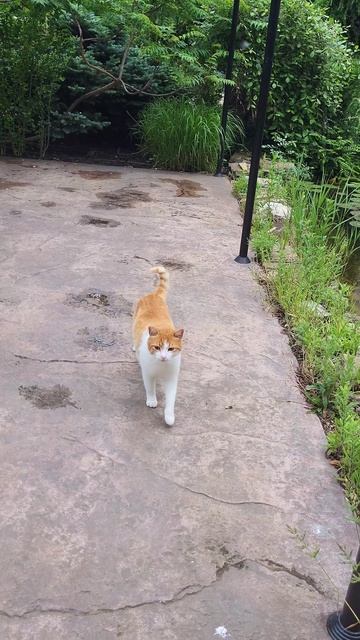 Ресторан Лотос -комплекс каскадас 2023 смотреть онлайн