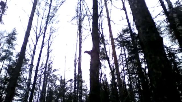 Охота на белку. Там на неведомых дорожках... смотреть онлайн