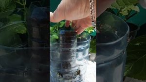 Попробовала портулак посадить в пластиковую бутыль.