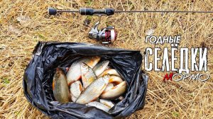 Годные СЕЛЁДКИ. Мирная рыба на спиннинг. Мормышинг наноджиг ультралайт