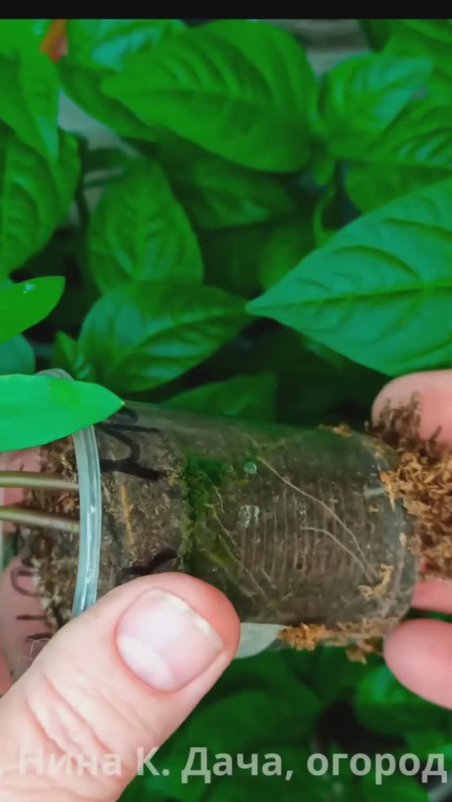 Отличный способ! Выращиваю рассаду перца по два корня в одном стакане