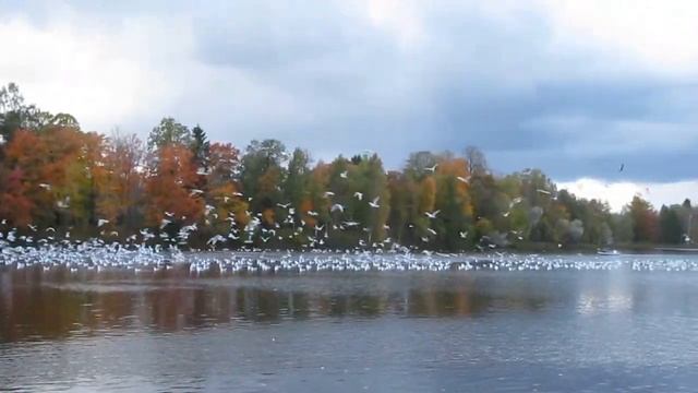 Чайки на озере в Гатчинском парке смотреть онлайн