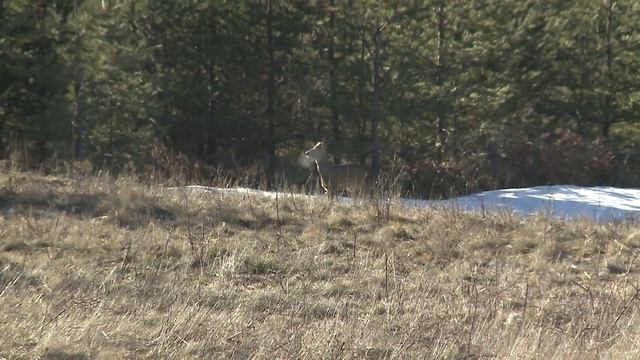 Успешен лов в село Ребро смотреть онлайн