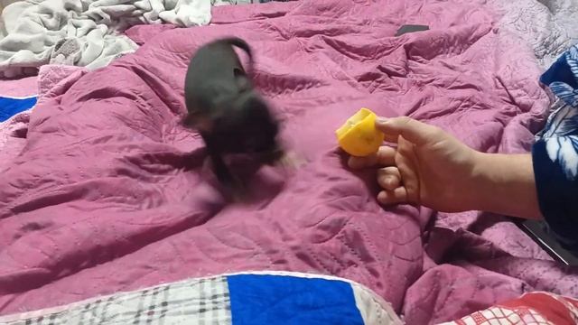 Ляля пытается испугать лимончик😄 смотреть онлайн