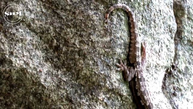 จิ้งจกบ้านหางแบน (Common frilled gecko) Hemidactylus platyurus (Schneider, 1792) смотреть онлайн