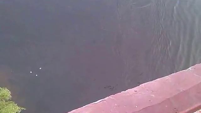 Роуп джампинг, выбросили с моста в Киеве / rope jumping in Kiev смотреть онлайн
