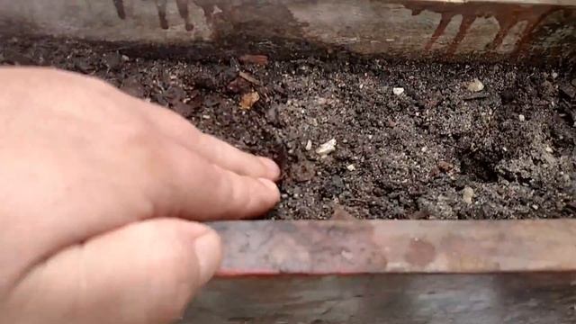 Plantar rabanete, beterraba e nabo em casa? Dá sim! Veja as dicas aqui: смотреть онлайн