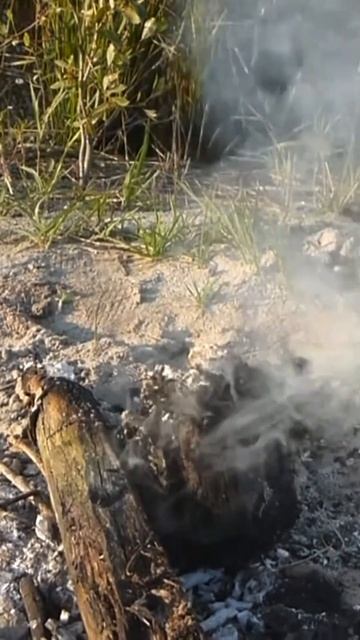 Чем отпугнуть насекомых? Топ средств! #блокпост #путешествияпороссии #сезон #лайфхаки #комары #форм смотреть онлайн