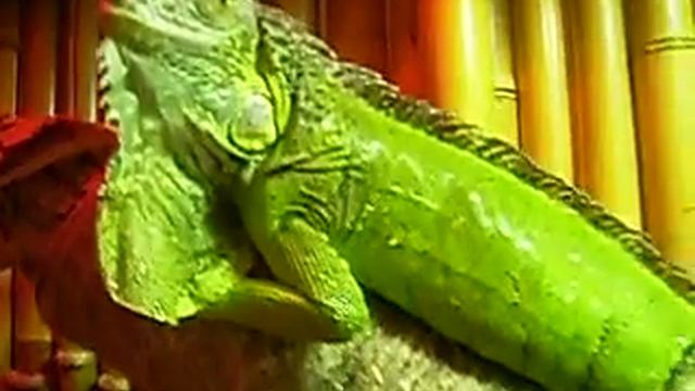 водные процедуры(Hotel Astoria 5 star+)iguana terrarium смотреть онлайн