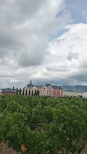 Геленджик Шато де Талю #геленджик #виноградник#châteaudetallue#vignoble #music смотреть онлайн