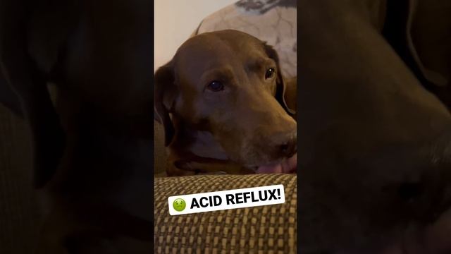 🤢Acid Reflux Is Real In Dogs. See It In Real Time Here. #reflux #dog #pethealth