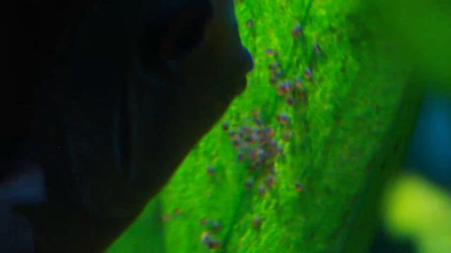 Discus Breeding - Day 3 смотреть онлайн