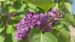 Цветущая сирень