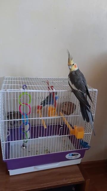 Корелла волнистому друг #волнистыйпопугай #корелла #птицы #попугаи #домашняяптица #попугай #птица смотреть онлайн