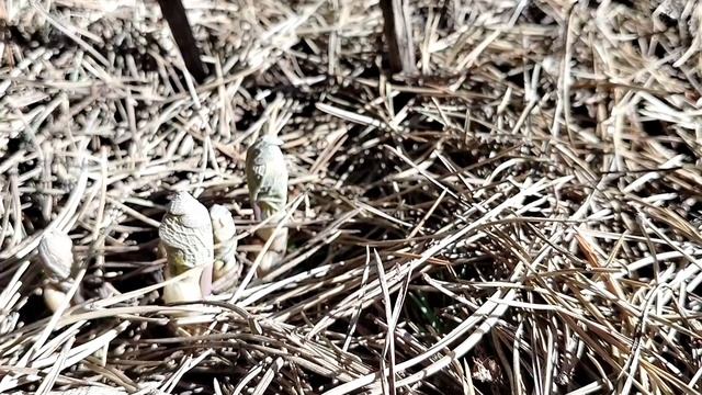 Сангвинария канадская флоре Плено (Sanguinaria canadensis Flore Pleno) в нашем саду 2025. смотреть онлайн