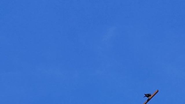 24.04.2025г Подъём Голубей 👍 смотреть онлайн