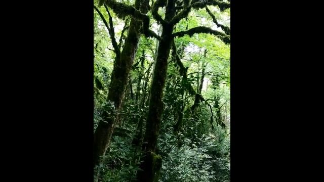 Заколдованный лес. Тисо самшитовая роща. смотреть онлайн