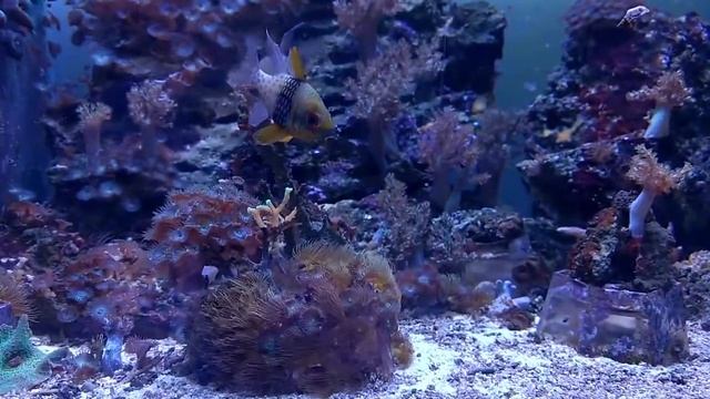 Морской аквариум с кораллами | Marine aquarium with corals смотреть онлайн