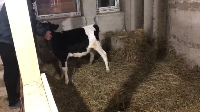 Новое стоило для коровы смотреть онлайн