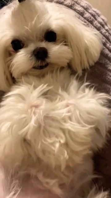 К нам можно с питомцем Pet friendly смотреть онлайн