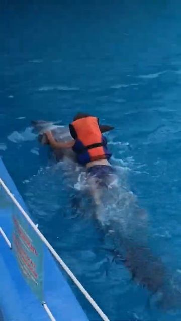 Дети очень любят ,кататься на дельфинах 🐬🐬😊👍 смотреть онлайн
