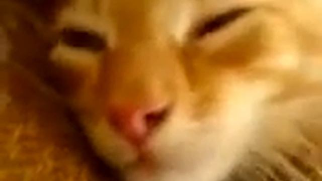 Кошара! смотреть онлайн
