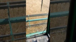 Уборка оз ячменя 02,07,2023  сорт ФАНКИ.