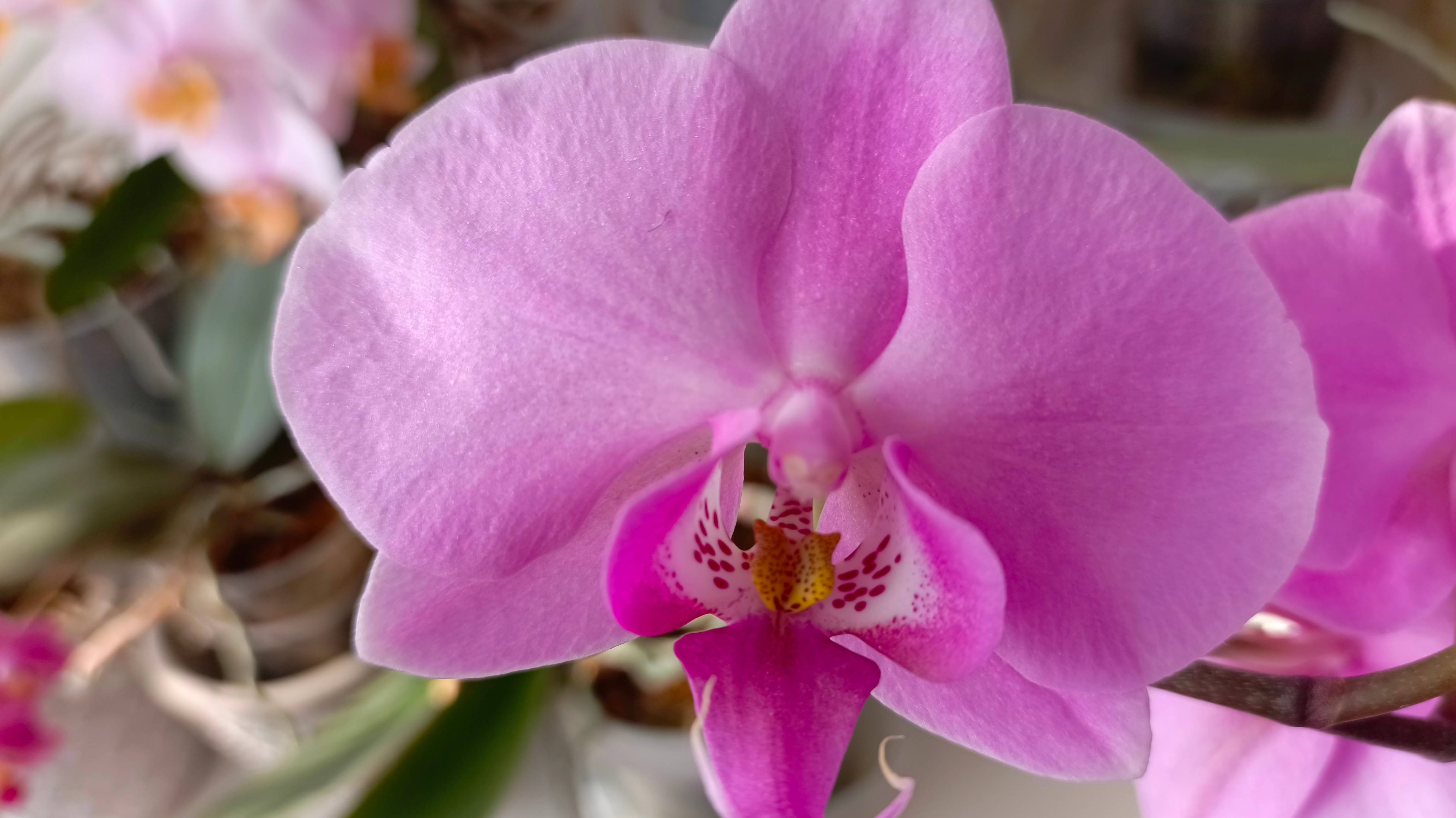 Как посадить пенёк орхидеи в грунт, в надежде получить детку, после омоложения самой орхидеи смотреть онлайн