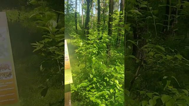 ЛЕС МОЙ ДОМ. ЛЕСНОЕ ЦАРСТВО. ЛЕСООПЫТНАЯ СТАНЦИЯ. ДЕТСТВО смотреть онлайн