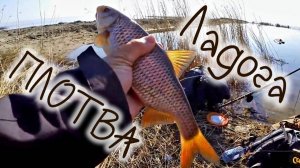 Плотва на Ладожском озере