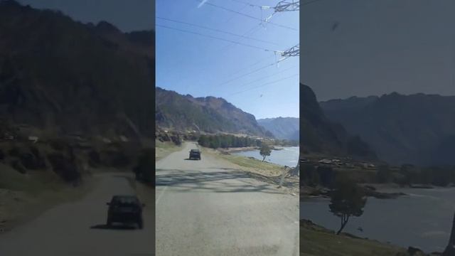 Когда цветет Маральник? Горно-Алтайск, Чемал, Манжерок.