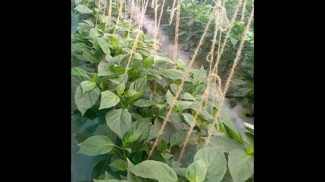 pomegranate planting and cucumber as inter crop