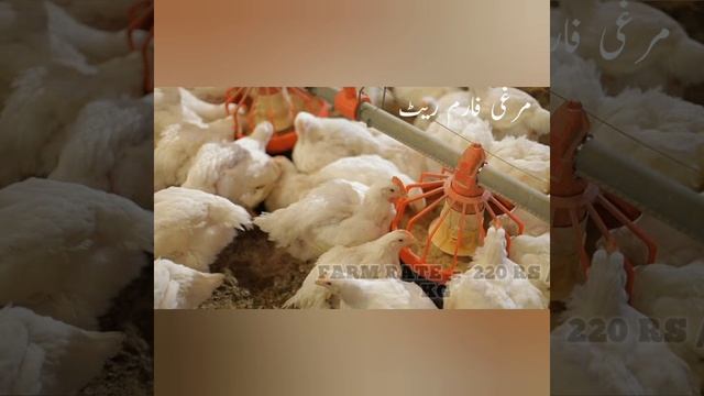 MULTAN ● 19/04/22 ● POULTRY ONE DAY OLD CHICKS PRICE IN MULTAN смотреть онлайн