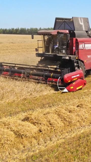 Обновленный комбайн Гомсельмаш #комбайн #сельхозтехника #сельскоехозяйство #гомсельмаш #ростсельмаш