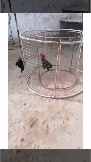 вот так ми готовим петуха смотреть онлайн