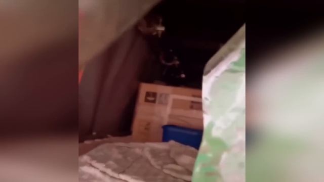 Непредсказуемые кошки №1