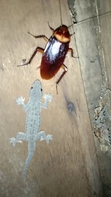 Lizard vs cockroach #shorts смотреть онлайн