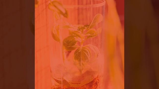 Созерцая (Кофейни) смотреть онлайн