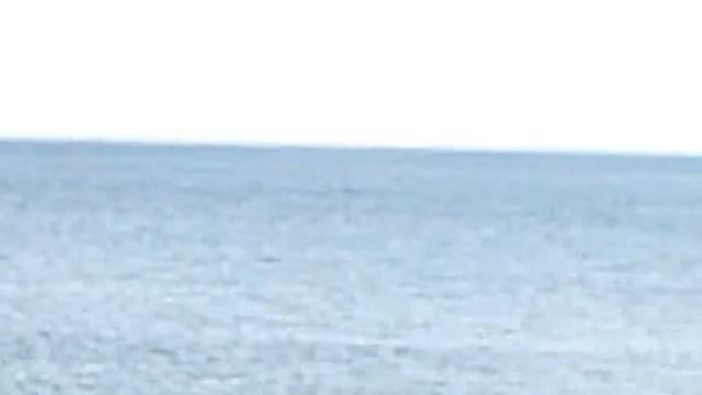 ДЕЛЬФИНЫ В ДИВНОМОРСКОЕ 20.10.2012 смотреть онлайн