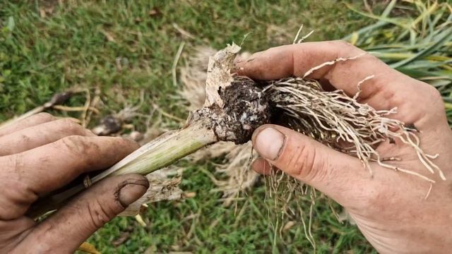 🧅🧄🧅ONION & GARLIC HARVEST || WHITE ROT || GARDEN TIDY UP || PLOT CLEARANCE 🌱🌻 смотреть онлайн