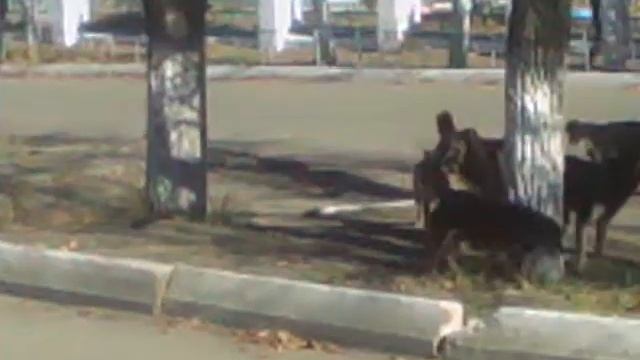 Собачки г.Борзя смотреть онлайн