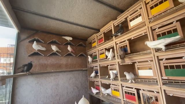 Бойные голуби Германии/Tauben/